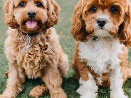 Cavapoo Vs Cavapoochon