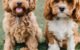 Cavapoo Vs Cavapoochon: Unraveling the Key Distinctions 5 Cavapoo Vs Cavapoochon