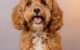 Cavapoochon Dog: The Ultimate Guide to this Playful and Affectionate Breed 5 Cavapoochon Dog