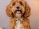 Cavapoochon Dog: The Ultimate Guide to this Playful and Affectionate Breed 13 Cavapoochon Dog