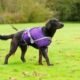 Dog Walking Norfolk: Your One-Stop Solution for Pet Exercise! 7 Dog Walking Norfolk