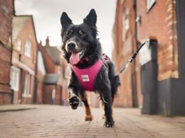 Dog Walking in Lincoln