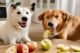 Can Dogs Eat Sliced Apples? The Ultimate Guide to Feeding Apples safely. 5 Dogs Eat Sliced Apples