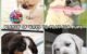 Are Bernese Mountain Dogs High Energy? Discover Their Power-Packed Playtime! 5 Are Bernese Mountain Dogs High Energy