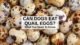Are Eggs Good for Dogs Upset Stomach? Discover the Benefits! 6 Are Eggs Good for Dogs Upset Stomach