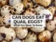 Are Eggs Good for Dogs Upset Stomach? Discover the Benefits! 9 Are Eggs Good for Dogs Upset Stomach