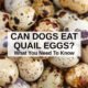 Are Eggs Good for Dogs Upset Stomach? Discover the Benefits! 8 Are Eggs Good for Dogs Upset Stomach