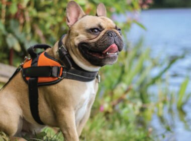 Are French Bulldogs High Maintenance