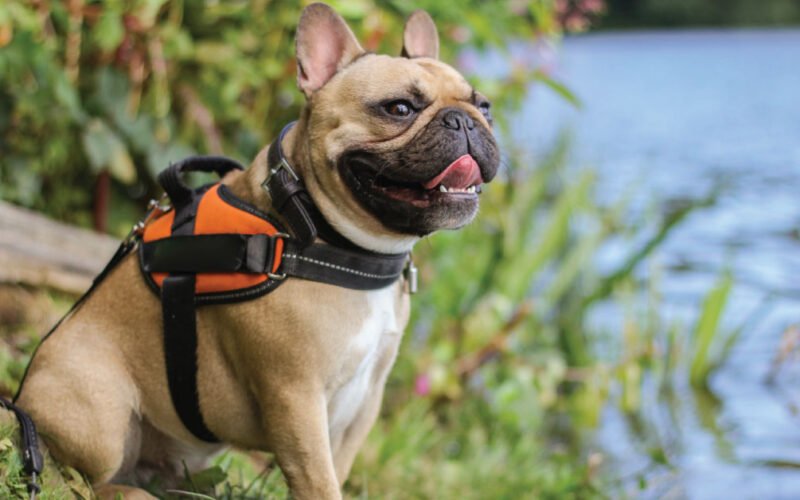 Are French Bulldogs High Maintenance