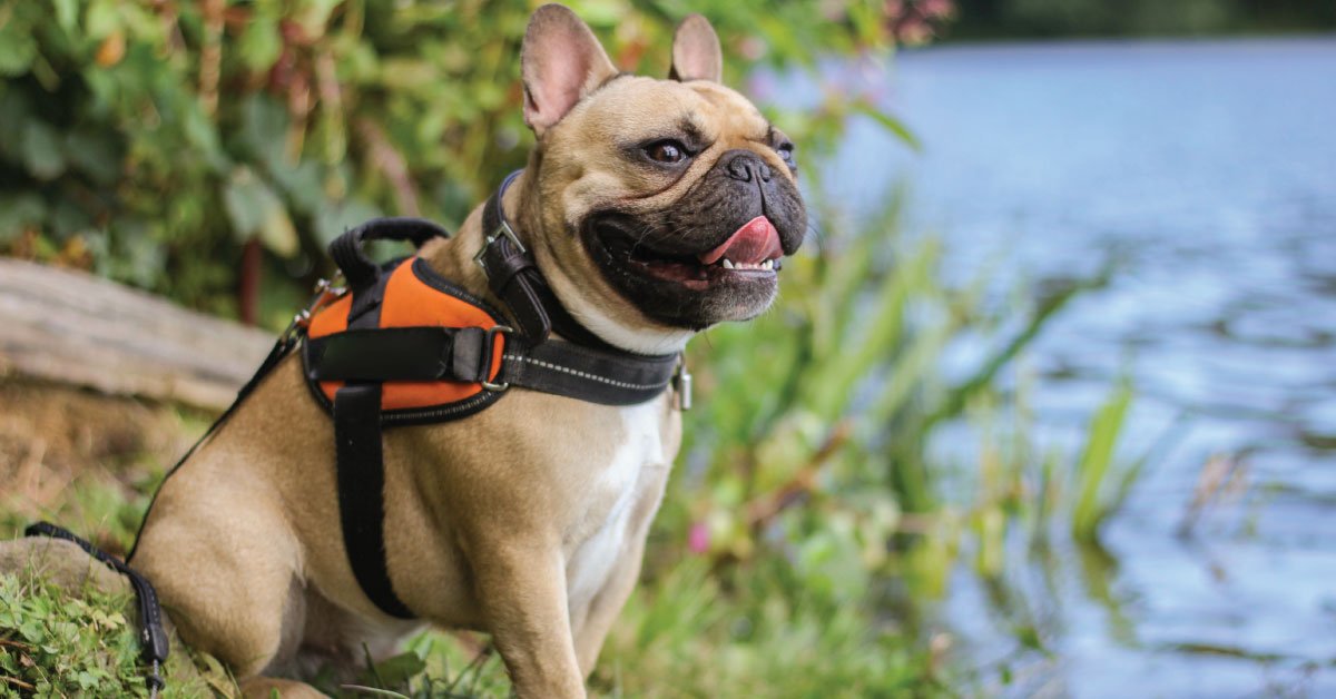 Are French Bulldogs High Maintenance