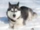 Are Huskies Good Pets: Discover the Pros and Cons of Owning a Husky 33 Are Huskies Good Pets