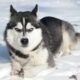 Are Huskies Good Pets: Discover the Pros and Cons of Owning a Husky 8 Are Huskies Good Pets