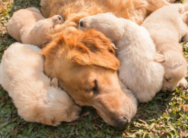 Are Puppies Sad When They Leave Their Mom