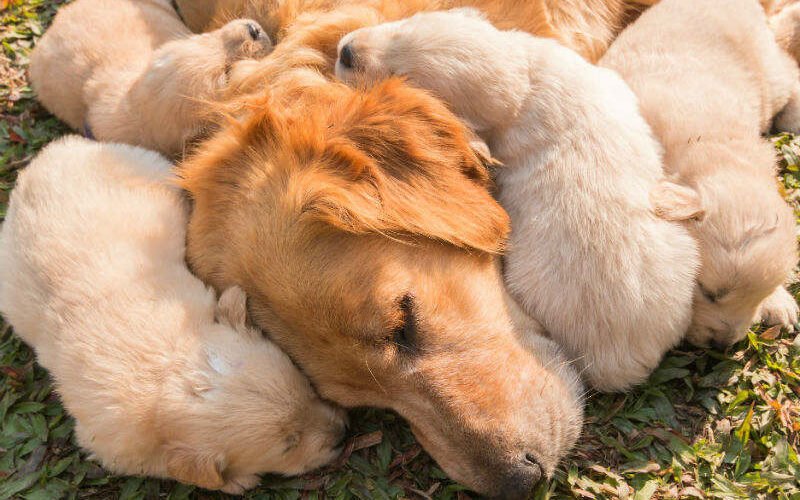 Are Puppies Sad When They Leave Their Mom