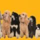 Average Lifespan Poodle: Unlocking the Secrets to a Long and Healthy Life