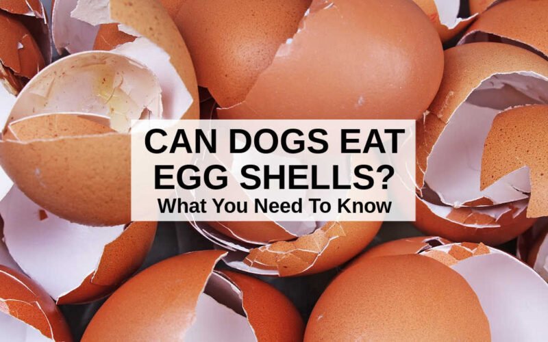 Can Dogs Eat Eggs Shells