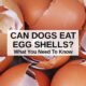 Can Dogs Eat Eggs Shells