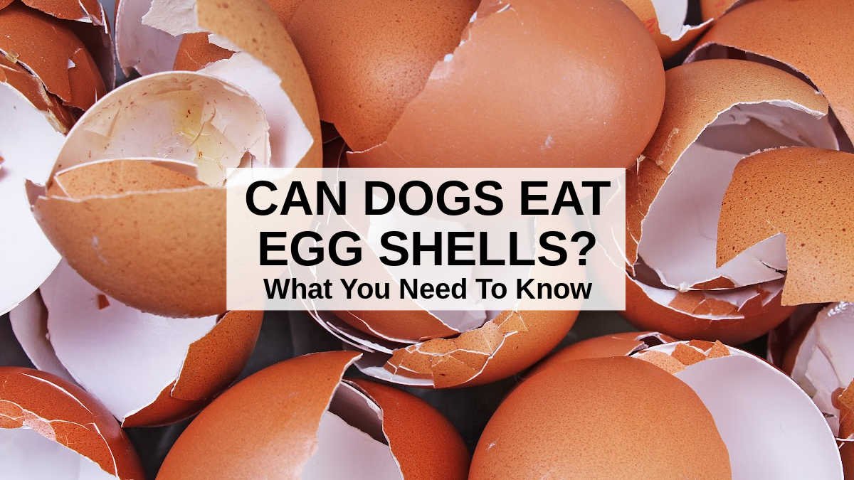 Can Dogs Eat Eggs Shells