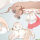 Can Newborn Puppies Drink Goat Milk 8 Can Newborn Puppies Drink Goat Milk