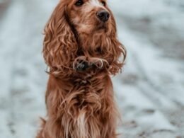 Cocker Spaniel Facts