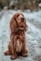 Cocker Spaniel Facts: Unveiling the Energetic and Adorable Characteristics 6 Cocker Spaniel Facts