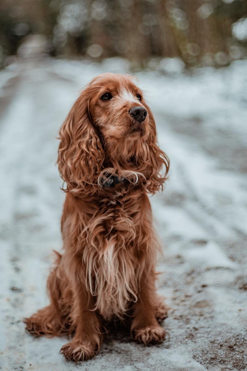 Cocker Spaniel Facts
