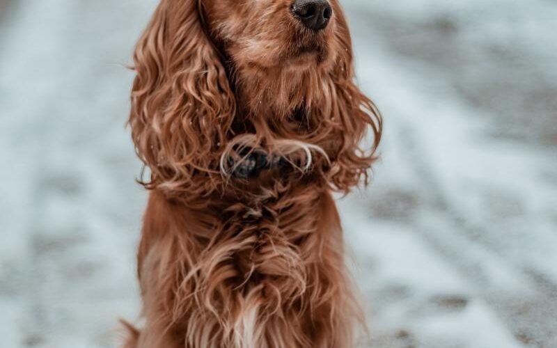 Difference between Working And Show Cocker Spaniels