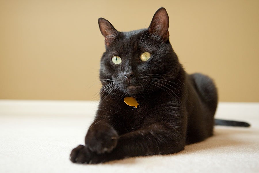 Do Cats Get Down Syndrome