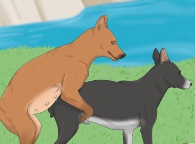 Do Dogs Cramp on Their Periods