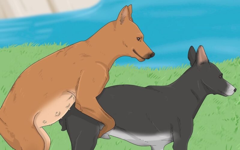 Do Dogs Cramp on Their Periods