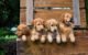 Do Mom Dogs Miss Their Puppies 5 Do Mom Dogs Miss Their Puppies
