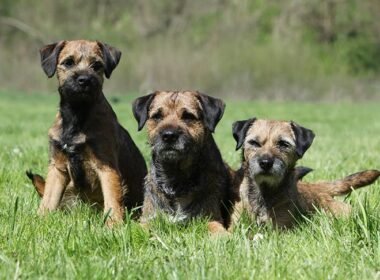 Do Puppies Know Their Dad