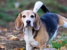 Dog Discharge from Penis