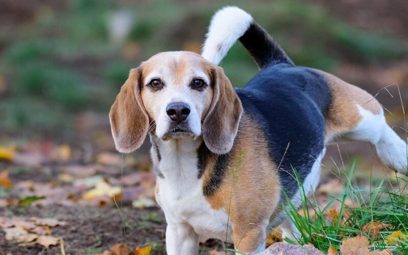 Dog Discharge from Penis