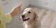 Dog Eat Scrambled Eggs: A Tasty and Safe Treat for Your Furry Friend 5 Dog Eat Scrambled Eggs