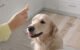 Dog Eat Scrambled Eggs: A Tasty and Safe Treat for Your Furry Friend 5 Dog Eat Scrambled Eggs