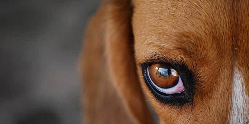 Dog Has Green Discharge