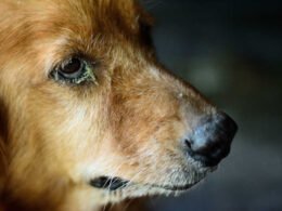 Dog Has Yellow Discharge