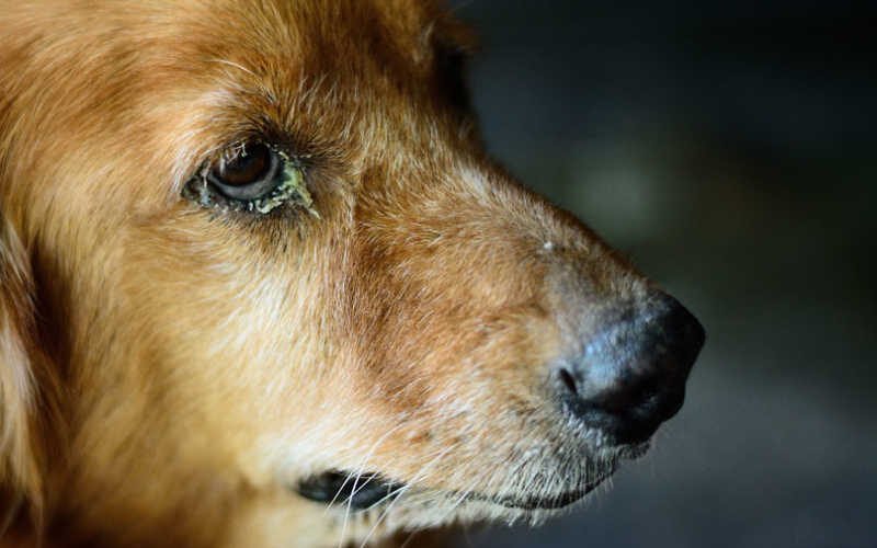 Dog Has Yellow Discharge