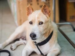 Dog Penile Discharge