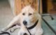 Dog Penile Discharge: Causes, Symptoms, and Treatment 5 Dog Penile Discharge