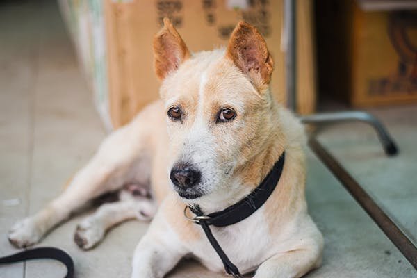 Dog Penile Discharge