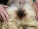 Female Dog Private Area Dirty: Easy Tips for a Clean Vulva 44 Female Dog Private Area Dirty