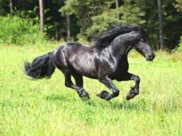 Friesian Horse Temperament