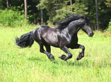 Friesian Horse Temperament