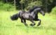 Friesian Horse Temperament: Majestic, Mischievous, and Magnificent 5 Friesian Horse Temperament
