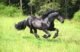 Friesian Horse Temperament: Majestic, Mischievous, and Magnificent 7 Friesian Horse Temperament