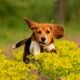 Good Family Dogs: Top Breeds for Happy Homes 7 Good Family Dogs