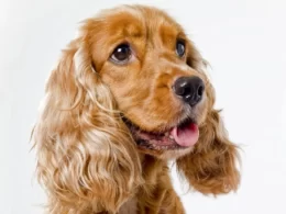 How Big Do Cocker Spaniels Get