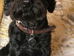 How Long Do Cockapoos Live